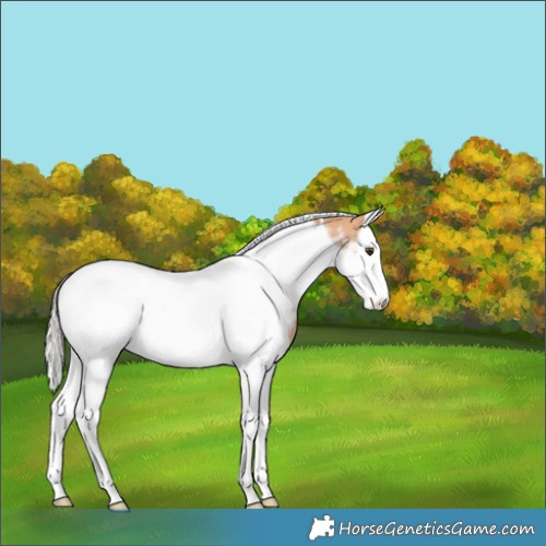 Horse Color:Silver Bay Dun Splash Tobiano Appaloosa
