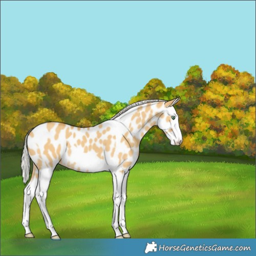 Horse Color:Silver Classic Cream Champagne Dun Splash Tobiano Appaloosa