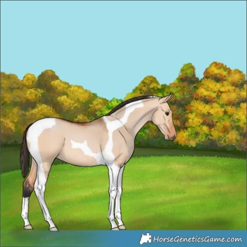 Horse Color:Bay Dun Tobiano