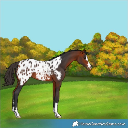 Horse Color:Bay Appaloosa