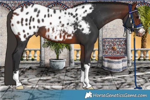 Horse Color:Bay Appaloosa 