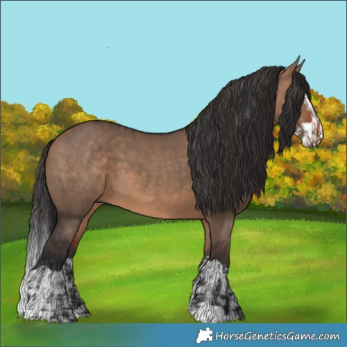 Horse Color:Bay Dun  and Bay Dun Splash 