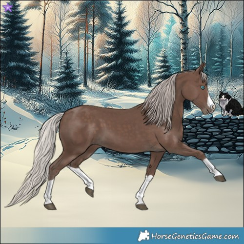 Horse Color:Silver Black Splash