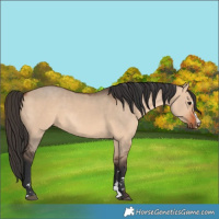 Horse Color:Brown Dun  and Brown Dun 
