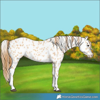 Horse Color:Red Dun Splash Leopard 