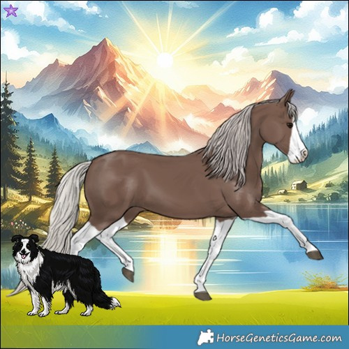 Horse Color:Silver Black Splash