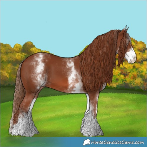 Horse Color:White Spotted Chestnut