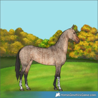 Horse Color:Brown Dun and Brown Dun