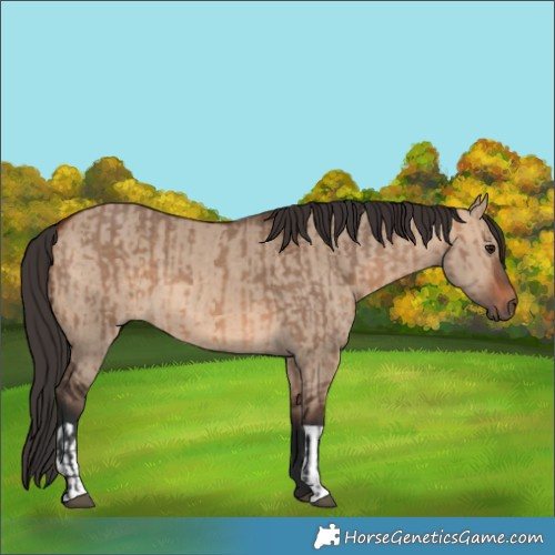 Horse Color:Bay Dun and Brown Dun