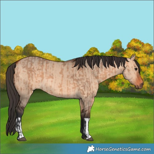 Horse Color:Bay Dun  and Brown Dun 