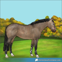 Horse Color:Brown Dun  and Gray Brown Dun 