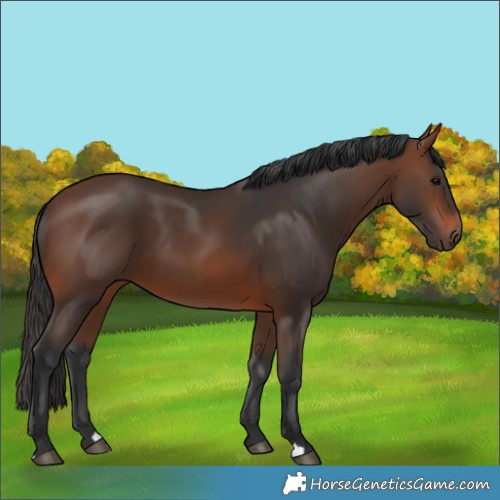 Horse Color:Brown 