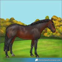 Horse Color:Brown 