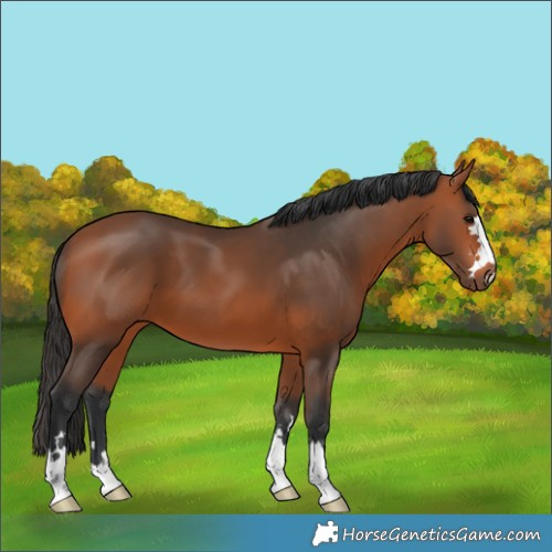 Horse Color:Brown 