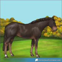 Horse Color:Liver Chestnut 
