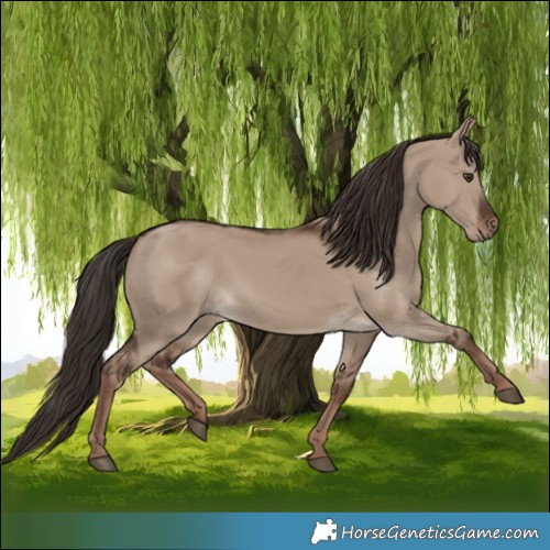 Horse Color:Liver Red Dun Rabicano 