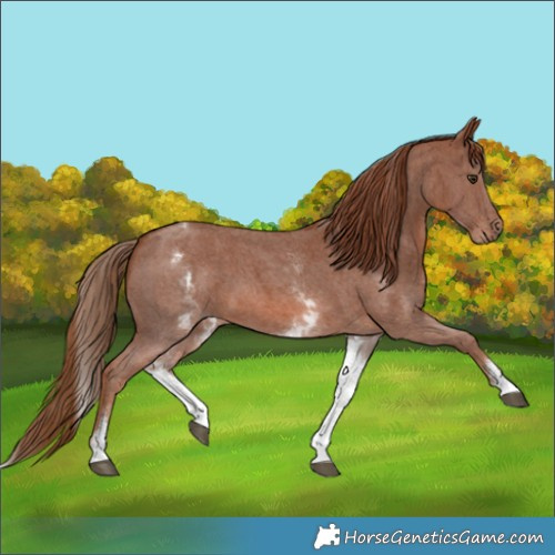 Horse Color:White Spotted Chestnut Sabino 