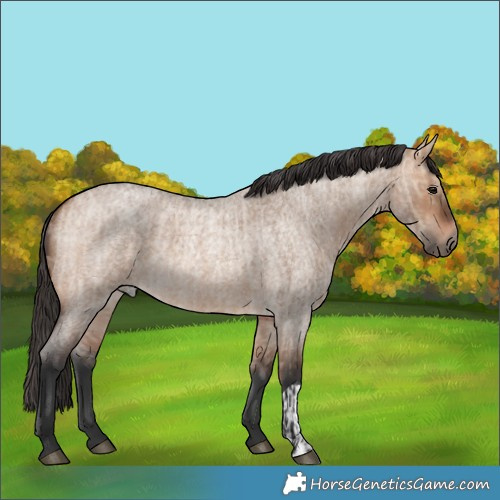 Horse Color:Bay Roan Dun  and Bay Roan Dun 
