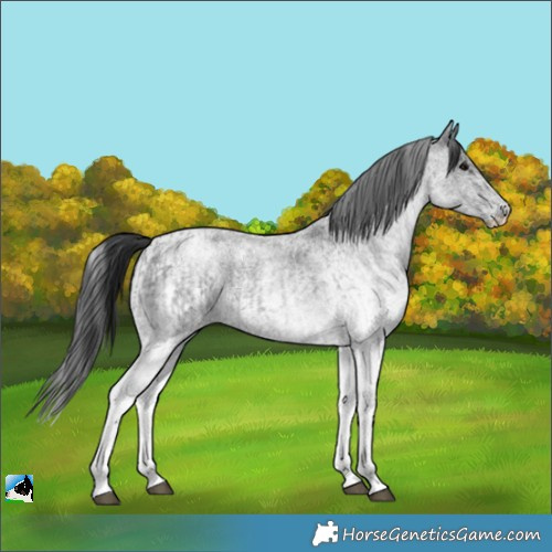 Horse Color:White Spotted Blue Roan Rabicano and White Spotted Blue Roan Rabicano