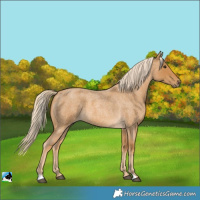 Horse Color:Palomino Roan 