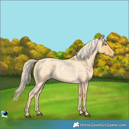 Horse Color:Palomino Roan 
