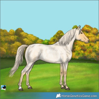 Horse Color:Palomino Roan 
