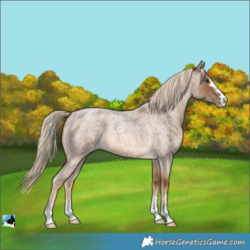 Horse Color:Chocolate Palomino Roan 