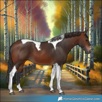 Horse Color:Brown Tobiano 
