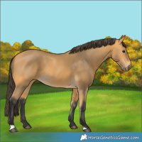 Horse Color:Buckskin