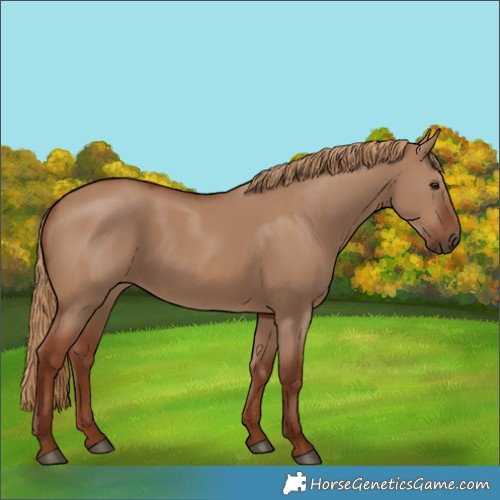 Horse Color:Red Dun Rabicano 