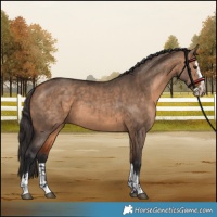 Horse Color:Bay Dun  and Bay Dun Splash 