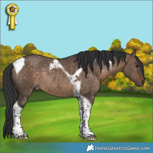 Horse Color:Brown Dun Tobiano Rabicano 