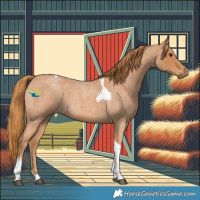 Horse Color:Red Roan Tobiano 