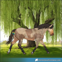 Horse Color:Bay Dun and Buckskin Dun
