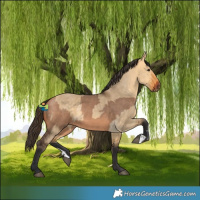 Horse Color:Bay Dun  and Buckskin Dun 