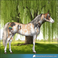 Horse Color:Buckskin Sabino  and Gold Cream Champagne Sabino 