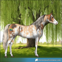 Horse Color:Buckskin Sabino  and Gold Cream Champagne Sabino 