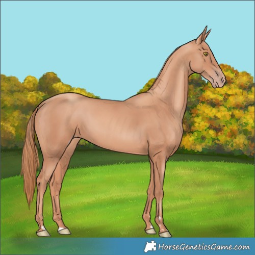 Horse Color:Gold Champagne 