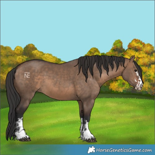 Horse Color:Brown Dun  and Brown Dun 