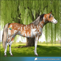 Horse Color:Palomino Sabino and Gray Buckskin Sabino