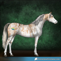 Horse Color:Palomino Sabino and Gray Buckskin Sabino