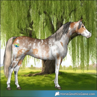 Horse Color:Palomino Sabino  and Gray Buckskin Sabino 