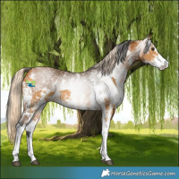 Horse Color:Palomino Sabino  and Gray Buckskin Sabino 