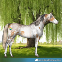 Horse Color:Palomino Sabino  and Gray Buckskin Sabino 
