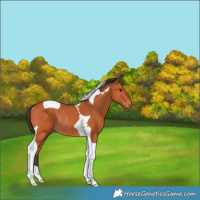 Horse Color:Bay Tobiano Rabicano