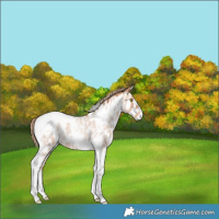 Horse Color:Gold Champagne Roan Splash Tobiano Frame Leopard Rabicano 