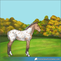 Horse Color:Silver Bay Dun Tobiano Appaloosa Rabicano