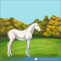 Horse Color:Amber Cream Champagne Pearl Dun Tobiano Rabicano 