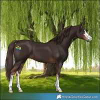 Horse Color:Liver Chestnut 