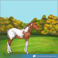 Horse Color:Silver Bay Tobiano Appaloosa Rabicano 